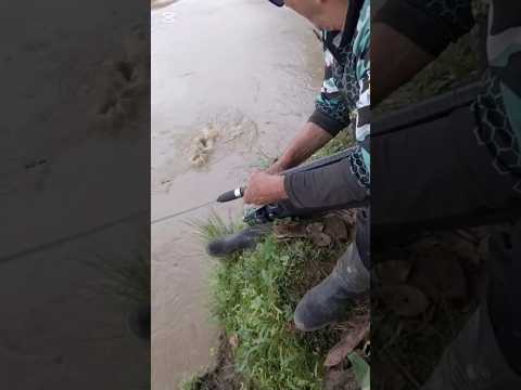 Pescó una gran Anguila en el río Zamora  #riozamora #anguila #pesca #ZamoraChinchipe