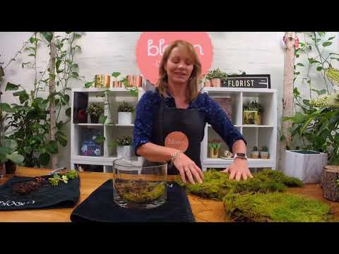 Potted Phalaenopsis Orchid and moss in glass vase