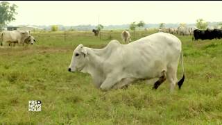 Flooded Texas ranchers struggle to safeguard herds