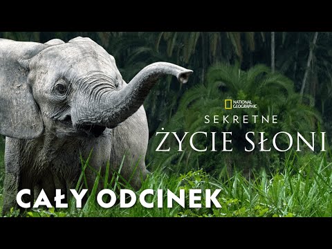 Sekretne życie słoni [CAŁY ODCINEK]