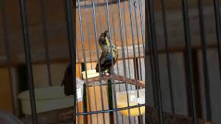 Download lagu konin trotol gacor Kolibri ninja trotol gacor #konin mp3 Download lagu konin trotol gacor Kolibri ninja trotol gacor #konin mp3