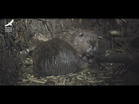 Jans Tierleben: Folge 3 – Biber