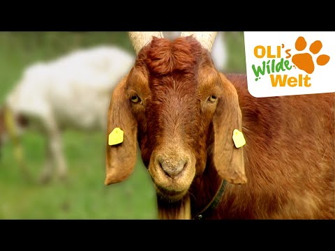 Video 51 aus  Schlosshof - der Urlaubsbauernhof