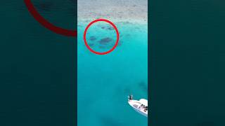 Download lagu Drone Strike on a Giant Fish #fishing mp3 Download lagu Drone Strike on a Giant Fish #fishing mp3