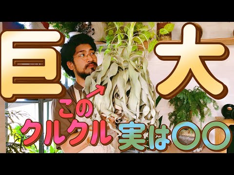 Asclepias subverticillataについて詳しく解説