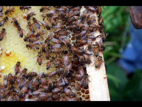 download lagu mp3 mp4 Beekeeping Class San Francisco, download lagu Beekeeping Class San Francisco gratis, unduh video klip Beekeeping Class San Francisco