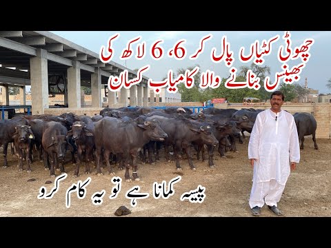 Choti Katian Pal kr 6,6 Lack ki bhains bnany wala Farmer ll Small Katti Farming Business Bajwa Farm