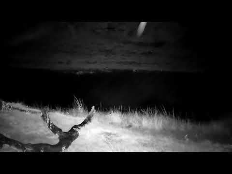 Djuma: Sights and sounds along with rain - 01:58 - 12/30/2022