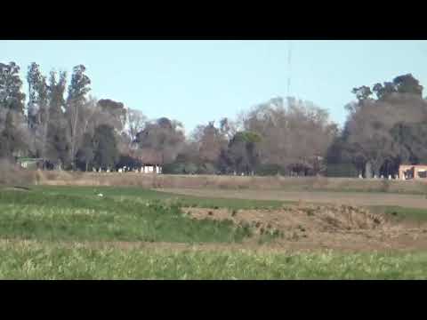 Galgos vs avestruz🦃🐶 una Largadita lejos🦃🐶