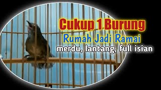 Download lagu Wambi Mini Gacor Full Isian Volume Keras Dan Lantang Master Ampuh mp3 Download lagu Wambi Mini Gacor Full Isian Volume Keras Dan Lantang Master Ampuh mp3