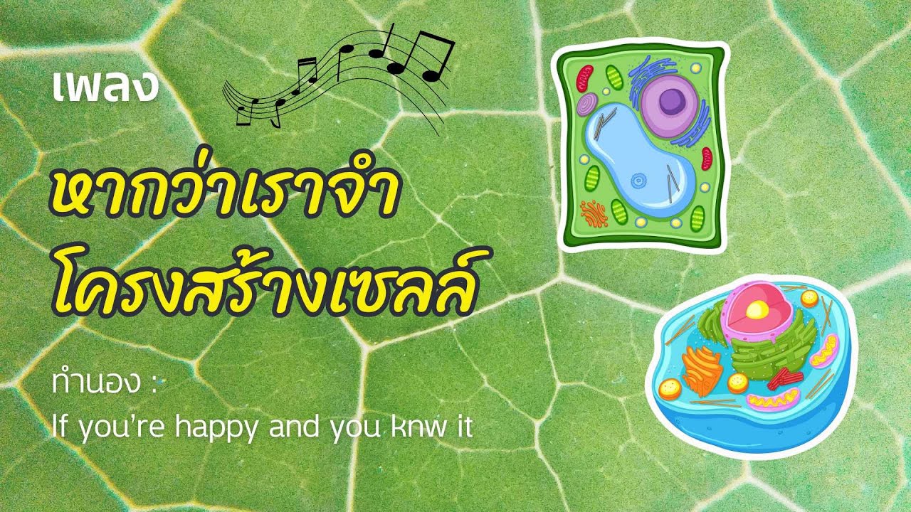 เพลง หากว่าเราจำโครงสร้างเซลล์