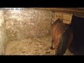 Horse Taking A Dump