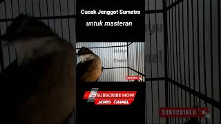 Download lagu cucak jenggot sumatra medan gacor ngepik mp3 Download lagu cucak jenggot sumatra medan gacor ngepik mp3