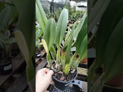 ZAP 11940050033 pedido de Helena de Goiás @Mais Orquídeas #flores #orquideas #plantas