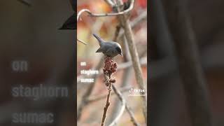 Gray Catbird eating sumac