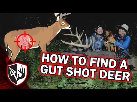 How To Find A Gut Shot Deer!