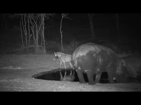 Djuma: Two Hippos get out of pan then Hyenas at new pan with them - 01:27 - 10/30/19