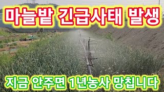 마늘밭 감자밭 ????긴급사태????발생 지금 안하면 1년농사 도루묵~ 마늘농사 농부 마늘비대기,마늘쫑,수확…