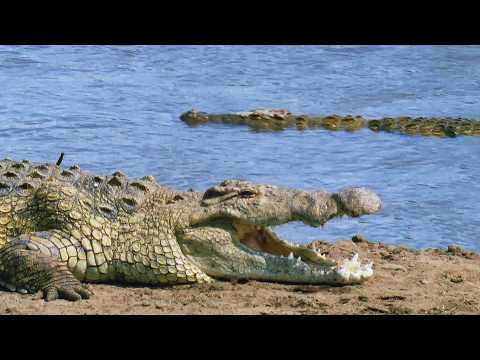 Was Tiere zum Überleben fressen, wird Sie schockieren (4K-Dokumentation)