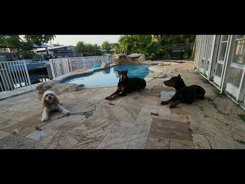Lerner and Pooch - Small Breed Training video.