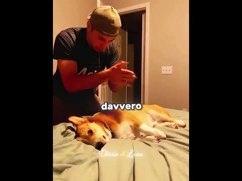Questo Cane Merita un Oscar 😂🐶
