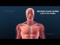 Joints and levers in the human body || 3D Animation||Education Biology