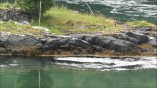 preview picture of video 'Sukellus vuorovesi virrassa.Norjassa Bergin sillan alla'