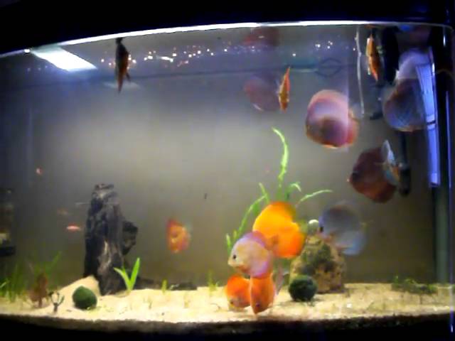 vivek's fish tank (discus fish), india