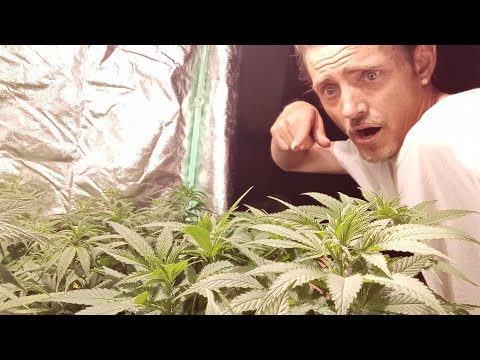 ORANGE BUD DAY 5 OF FLOWER!