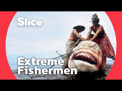 Hunting a giant tiger shark I SLICE