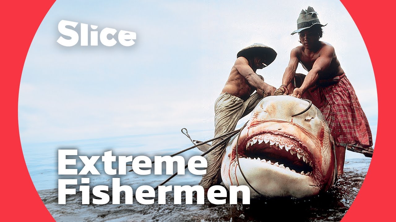 Hunting a giant tiger shark I SLICE