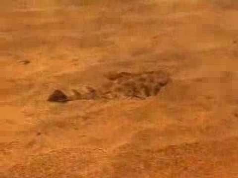 Babyengelhai Lanzarote Canary Islanddivers Lanzarote !!!