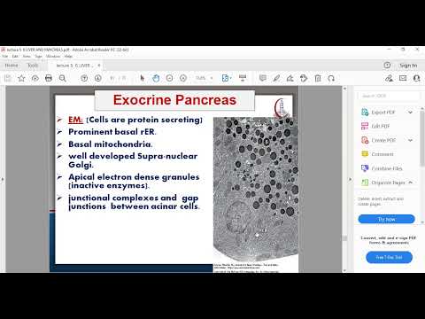 histo of pancreas....... Dr: faten