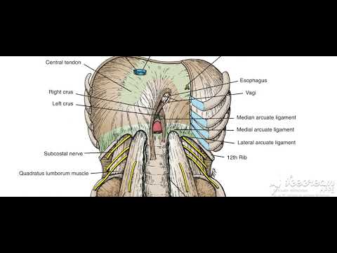 Thoracic cage