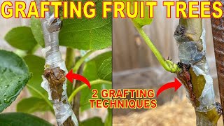 Turn One Fruit Tree Into THREE FRUIT TREES With These 2 Easy Grafting Techniques!