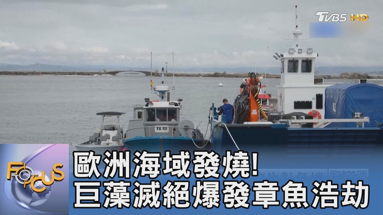歐洲海域發燒!巨藻滅絕爆發章魚浩劫