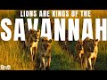Lions ARE Kings Of The Savannah Animal Planet In Hindi Discovery Wildlife