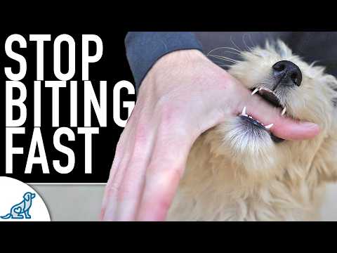 How to Stop Puppy Nipping: The Ultimate Guide