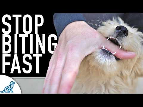5 Ways You Are Making The Puppy Biting Worse