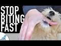 5 Ways You Are Making The Puppy Biting Worse