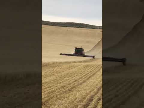 Harvesting wheat in Montana