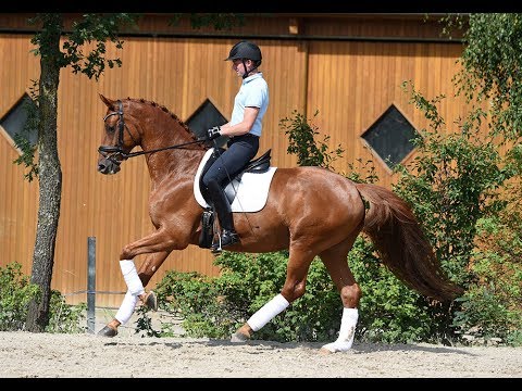 Trakehner Hengstmarkt 2017 - Trainingsimpressionen Tudor (Kat. Nr. 41) v. Iskander - Sixtus *2010