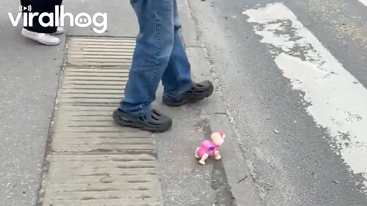 Man Walking a Toy Dog || ViralHog