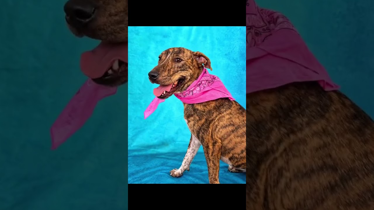 Enlarge Donna, a Adoptable mixed breed in Fabius, NY video 6/6