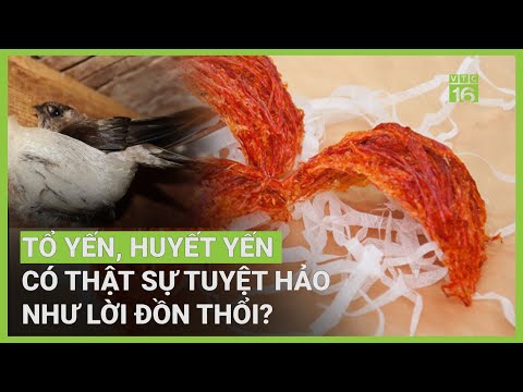Tổ yến có thực sự tốt như lời đồn ?