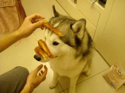 狗狗 耐性大考驗