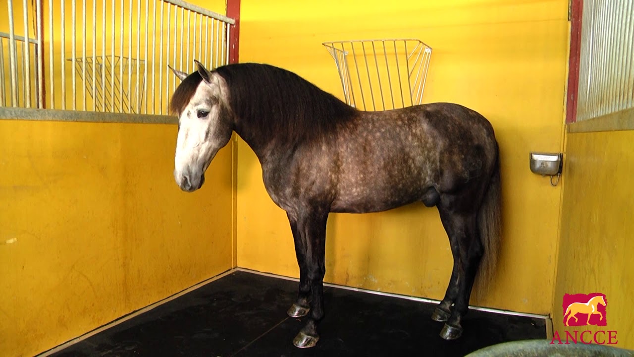 Watch Suelo Pegase para Boxes de Caballos Now Suelo Pegase para Boxes de Caballos