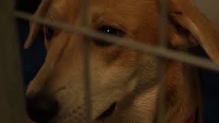 Springfield’s Rescue One searching for homes for more than 60 dogs rescued from home in May
