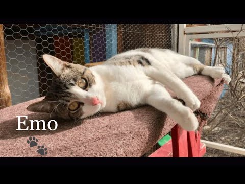 Emo, an adopted Cornish Rex & Tabby Mix in Williamsburg, NM_image-1
