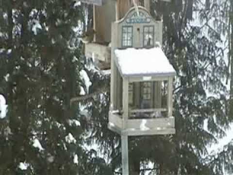 7 goldfinches at backyard bird feeder, Dec 11, 2013 short video clip, Winnipeg